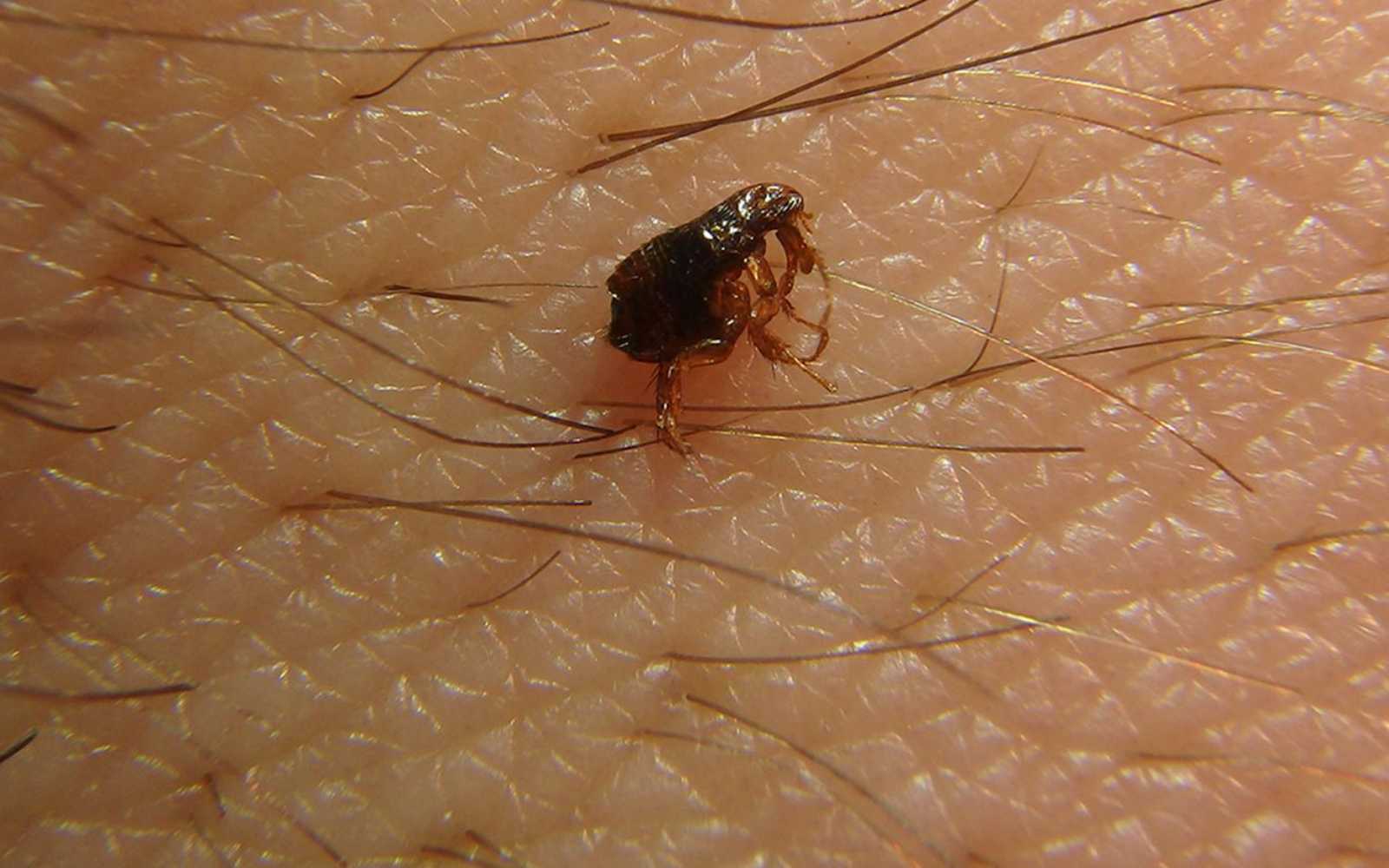 Fleas