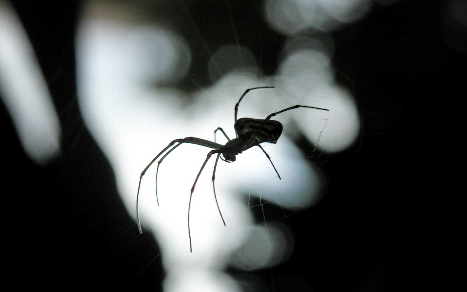 Spiders